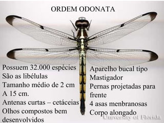 ORDEM ODONATA
Possuem 32.000 espécies
São as libélulas
Tamanho médio de 2 cm
A 15 cm.
Antenas curtas – cetáceias
Olhos compostos bem
desenvolvidos
Aparelho bucal tipo
Mastigador
Pernas projetadas para
frente
4 asas menbranosas
Corpo alongado
 