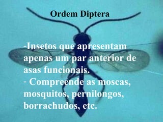 -Insetos que apresentam
apenas um par anterior de
asas funcionais.
- Compreende as moscas,
mosquitos, pernilongos,
borrachudos, etc.
Ordem Diptera
 