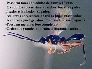 -Possuem tamanho adulto de 3mm a 15 mm.
-Os adultos apresentam aparelho bucal sugador
picador e lambedor sugador.
-As larvas apresentam aparelho bucal mastigador
-A reprodução é geralmente sexuada e são ovíparos.
-Possuem metamorfose completa.
-Ordem de grande importância humana e animal.
 