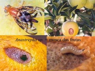 Anastrepha sp. = mosca das frutas
 