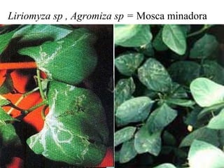 Liriomyza sp , Agromiza sp = Mosca minadora
 