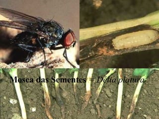 Mosca das Sementes = Délia platura
 