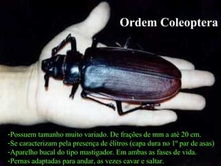 Ordem Coleoptera
-Possuem tamanho muito variado. De frações de mm a até 20 cm.
-Se caracterizam pela presença de élitros (capa dura no 1º par de asas)
-Aparelho bucal do tipo mastigador. Em ambas as fases de vida.
-Pernas adaptadas para andar, as vezes cavar e saltar.
Ordem Coleoptera
 
