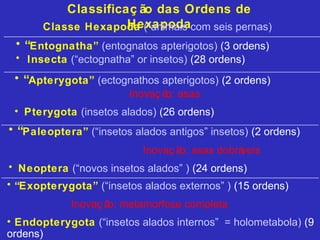 Classificaç ão das Ordens de
Hexapoda
• “Entognatha” (entognatos apterigotos) (3 ordens)
• Insecta (“ectognatha” or insetos) (28 ordens)
• “Apterygota” (ectognathos apterigotos) (2 ordens)
Inovaç ão: asas
• Pterygota (insetos alados) (26 ordens)
• “Paleoptera” (“insetos alados antigos” insetos) (2 ordens)
Inovaç ão: asas dobráveis
• Neoptera (“novos insetos alados” ) (24 ordens)
• “Exopterygota” (“insetos alados externos” ) (15 ordens)
Inovaç ão: metamorfose completa
• Endopterygota (“insetos alados internos” = holometabola) (9
ordens)
Classe Hexapoda (“animais com seis pernas)
 
