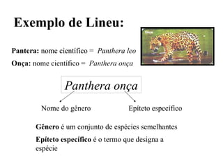 Exemplo de Lineu:
Pantera: nome científico = Panthera leo
Onça: nome científico = Panthera onça
Panthera onça
Nome do gênero Epíteto específico
Gênero é um conjunto de espécies semelhantes
Epíteto específico é o termo que designa a
espécie
 