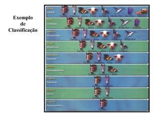 Exemplo
de
Classificação
 