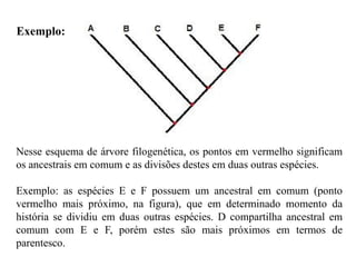 Nesse esquema de árvore filogenética, os pontos em vermelho significam
os ancestrais em comum e as divisões destes em duas outras espécies.
Exemplo: as espécies E e F possuem um ancestral em comum (ponto
vermelho mais próximo, na figura), que em determinado momento da
história se dividiu em duas outras espécies. D compartilha ancestral em
comum com E e F, porém estes são mais próximos em termos de
parentesco.
Exemplo:
 