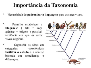 • Necessidade de padronizar a linguagem para os seres vivos.
• Permitiu estabelecer a
filogênese ( filo = raça
/gênese = origem ) possível
seqüência em que os seres
vivos surgiram.
• Organizar os seres em
categorias taxonômicas
facilitou o estudo e a análise
baseada em semelhança e
diferenças.
Importância da Taxonomia
 
