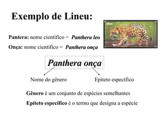 Exemplo de Lineu:
Pantera: nome científico = Panthera leo
Onça: nome científico = Panthera onça


                Panthera onça
         Nome do gênero              Epíteto específico

       Gênero é um conjunto de espécies semelhantes
       Epíteto específico é o termo que designa a espécie
 