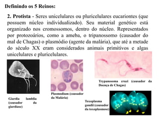 Definindo os 5 Reinos:
 2. Protista - Seres unicelulares ou pluricelulares eucariontes (que
 possuem núcleo individualizado). Seu material genético está
 organizado nos cromossomos, dentro do núcleo. Representados
 por protozoários, como a ameba, o tripanossomo (causador do
 mal de Chagas) o plasmódio (agente da malária), que até a metade
 do século XX eram considerados animais primitivos e algas
 unicelulares e pluricelulares.



                                                        Trypanosoma cruzi (causador da
                                                        Doença de Chagas)

                        Plasmodium (causador
 Giardia      lamblia   da Malária)
 (causador        da                           Toxoplasma
 giardíase)                                    gondii (causador
                                               da toxoplasmose)
 