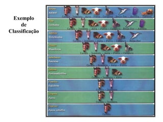 Exemplo
     de
Classificação
 