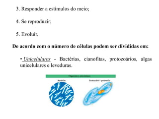 3. Responder a estímulos do meio;

 4. Se reproduzir;

 5. Evoluir.

De acordo com o número de células podem ser divididas em:

   • Unicelulares - Bactérias, cianofitas, protozoários, algas
   unicelulares e leveduras.
 