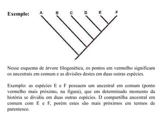 Exemplo:




Nesse esquema de árvore filogenética, os pontos em vermelho significam
os ancestrais em comum e as divisões destes em duas outras espécies.

Exemplo: as espécies E e F possuem um ancestral em comum (ponto
vermelho mais próximo, na figura), que em determinado momento da
história se dividiu em duas outras espécies. D compartilha ancestral em
comum com E e F, porém estes são mais próximos em termos de
parentesco.
 