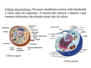 Células Eucarióticas: Possuem membrana nuclear individualizada
e vários tipos de organelas. A maioria dos animais e plantas a que
estamos habituados são dotados deste tipo de célula.




 Célula vegetal

                                                Célula animal
 