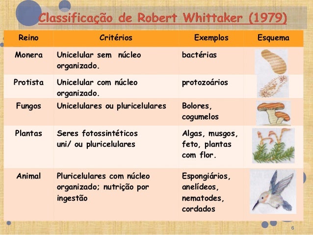 Classificação seres vivos