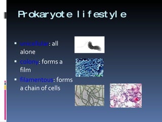 Prokaryote lifestyle unicellular : all alone colony : forms a film filamentous : forms a chain of cells 