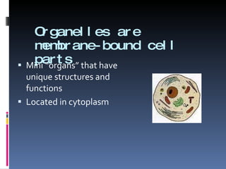 Organelles are membrane-bound cell parts Mini “organs” that have unique structures and functions Located in cytoplasm 