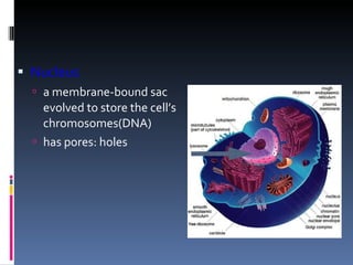 Nucleus a membrane-bound sac evolved to store the cell’s chromosomes(DNA) has pores: holes 