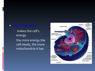 mitochondrion makes the cell’s energy the more energy the cell needs, the more mitochondria it has 