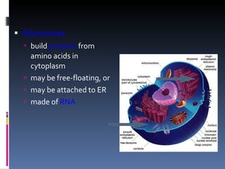 Ribosomes build  proteins  from amino acids in cytoplasm may be free-floating, or may be attached to ER made of  RNA 