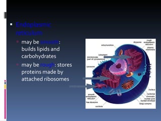 Endoplasmic reticulum may be  smooth : builds lipids and carbohydrates may be  rough : stores proteins made by attached ribosomes 