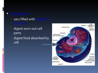 Lysosomes sacs filled with  digestive   enzymes digest worn out cell parts digest food absorbed by cell 