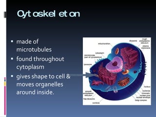Cytoskeleton made of microtubules found throughout cytoplasm gives shape to cell & moves organelles around inside. 