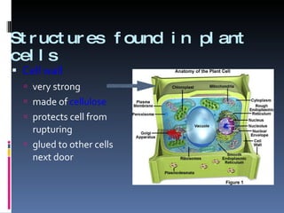 Structures found in plant cells Cell wall very strong made of  cellulose protects cell from rupturing glued to other cells next door 