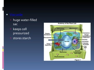 Vacuole huge water-filled sac keeps cell pressurized stores starch  