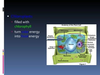 Chloroplasts filled with  chlorophyll turn  solar  energy into  food  energy 