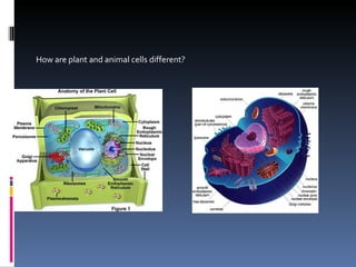 How are plant and animal cells different? 
