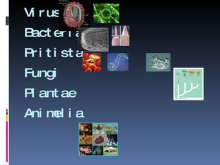 Virus Bacteria Pritista Fungi Plantae Animelia 
