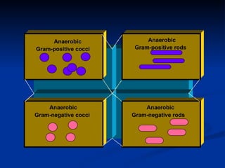 Gram-positive  cocci Anaerobic Gram-positive rods Anaerobic Gram-negative rods Anaerobic Gram-positive cocci Anaerobic Gram-negative cocci 