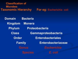 Classification of Microbes Taxonomic Hierarchy  For eg:  Escherichia  coli Domain  Bacteria  Kingdom  Monera Phylum  Proteobacteria   Class  Gammaproteobacteria   Order  Enterobacteriales Family  Enterobacteriaceae   Genus  Escherichia   Species  E. coli 