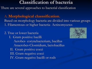 Classification of bacteria There are several approaches to bacterial classification A.  Morphological classsification . Based on morphology bacteria are divided into various groups 1. Filamentous or higher bacteria- Actinomycetes 2. True or lower bacteria   I.  Gram positive bacilli   Aerobes- corynebacterium, bacillus   Anaerobes-Clostridium, lactobacillus II.  Gram positive cocci III. Gram negative cocci IV. Gram negative bacilli or rods   
