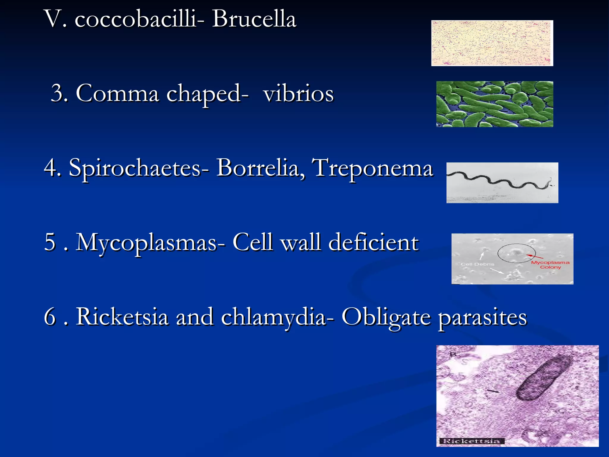 V. coccobacilli- Brucella 3. Comma chaped-  vibrios 4. Spirochaetes- Borrelia, Treponema 5 . Mycoplasmas- Cell wall deficient 6 . Ricketsia and chlamydia- Obligate parasites 