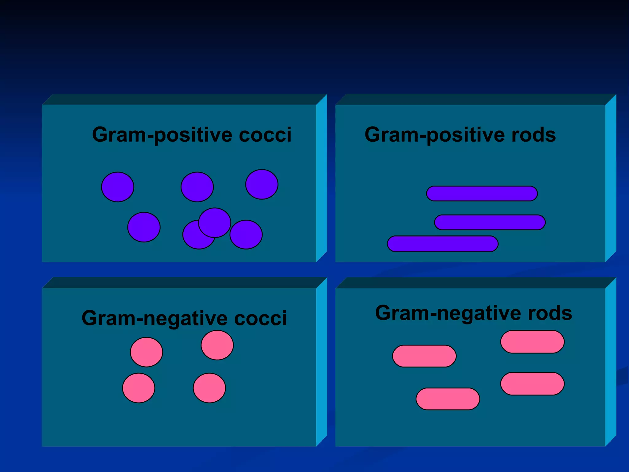 Gram-positive rods Gram-negative rods Gram-positive cocci Gram-negative cocci 