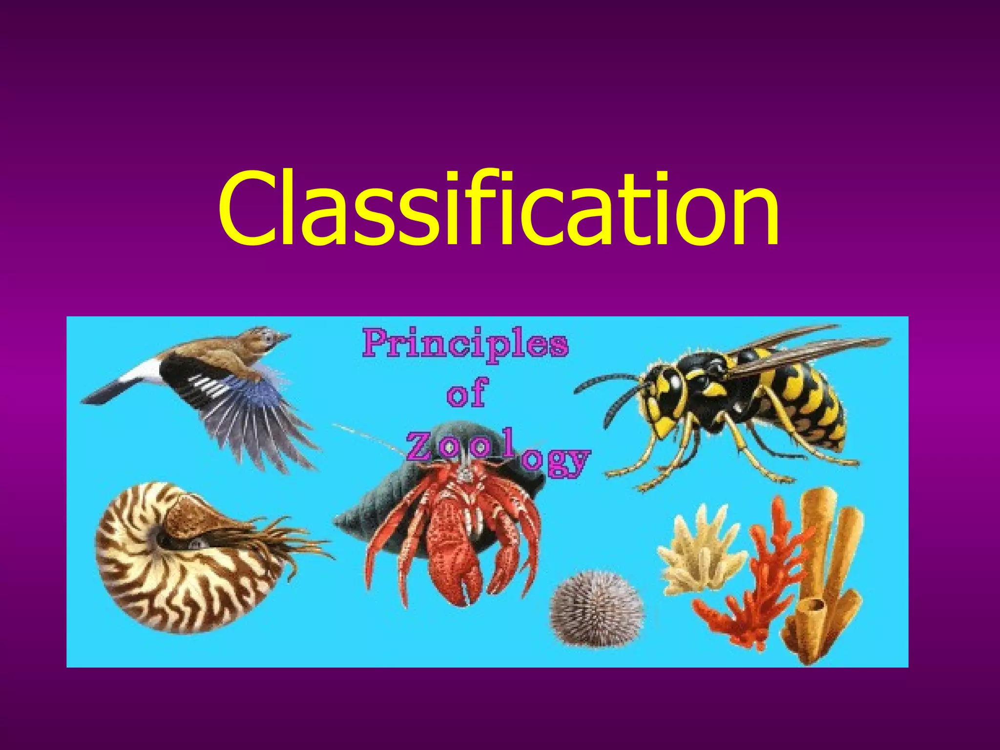 Classification | PPT