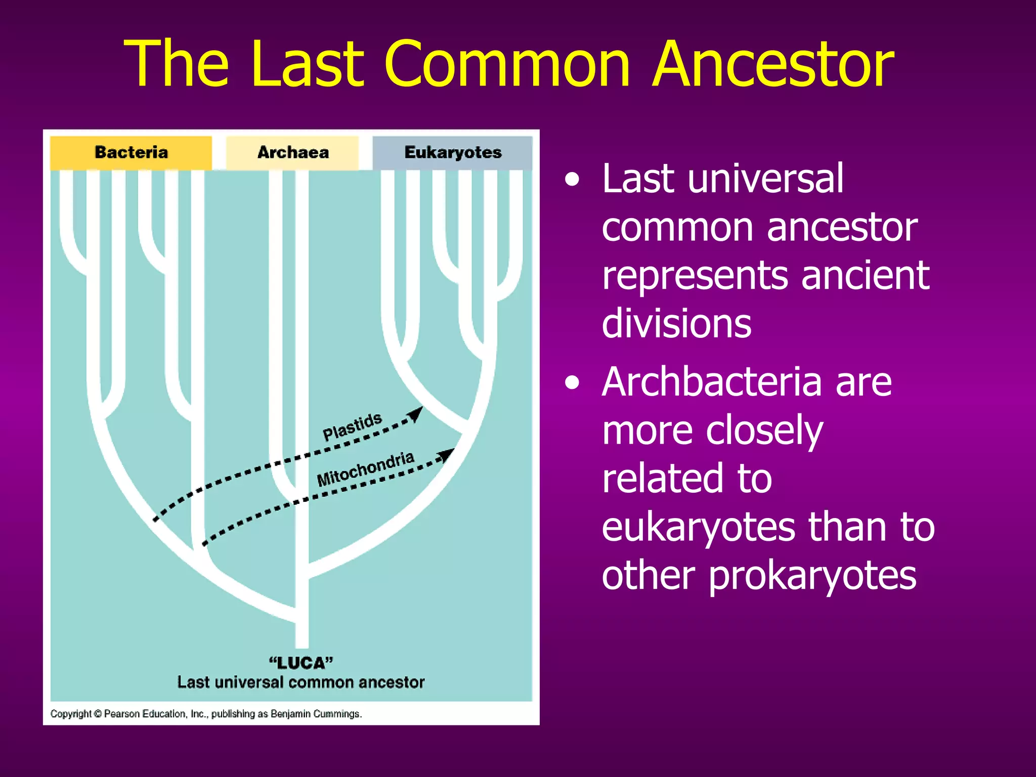 The Last Common Ancestor Last universal common ancestor represents ancient divisions Archbacteria are more closely related to eukaryotes than to other prokaryotes 