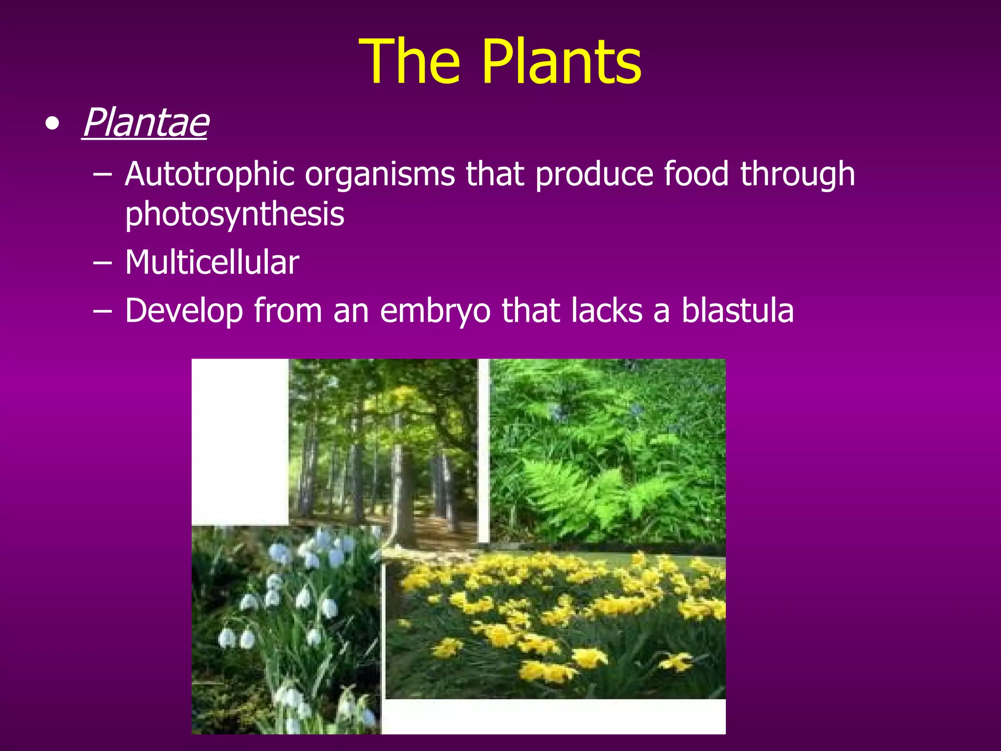 The Plants Plantae   Autotrophic organisms that produce food through photosynthesis Multicellular Develop from an embryo that lacks a blastula 