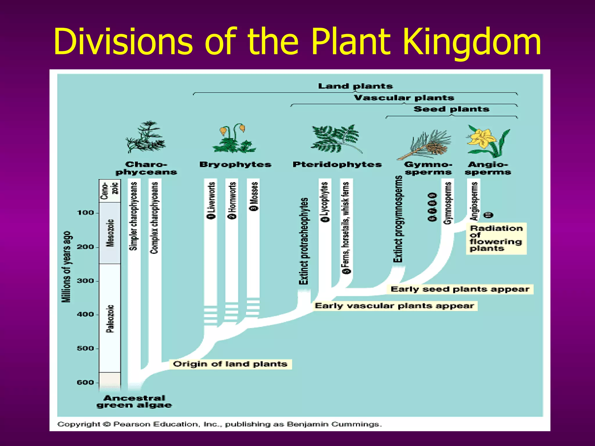 Divisions of the Plant Kingdom 