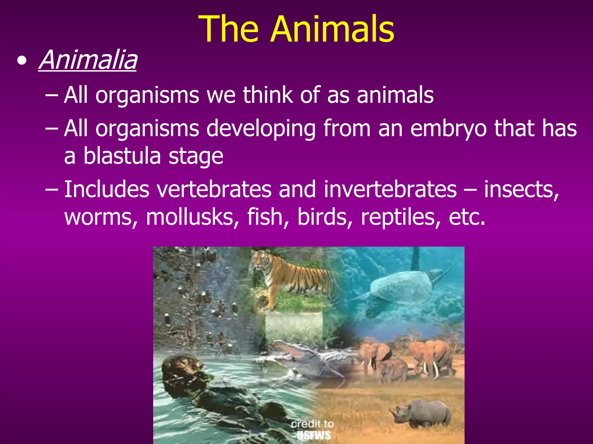 The Animals Animalia   All organisms we think of as animals All organisms developing from an embryo that has a blastula stage Includes vertebrates and invertebrates – insects, worms, mollusks, fish, birds, reptiles, etc. 