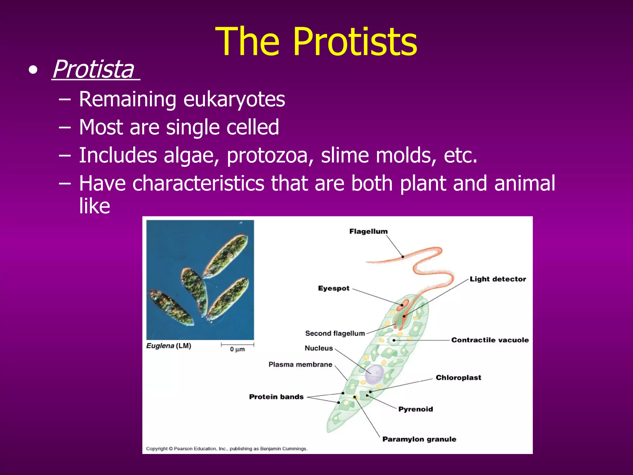 The Protists Protista  Remaining eukaryotes Most are single celled Includes algae, protozoa, slime molds, etc. Have characteristics that are both plant and animal like 