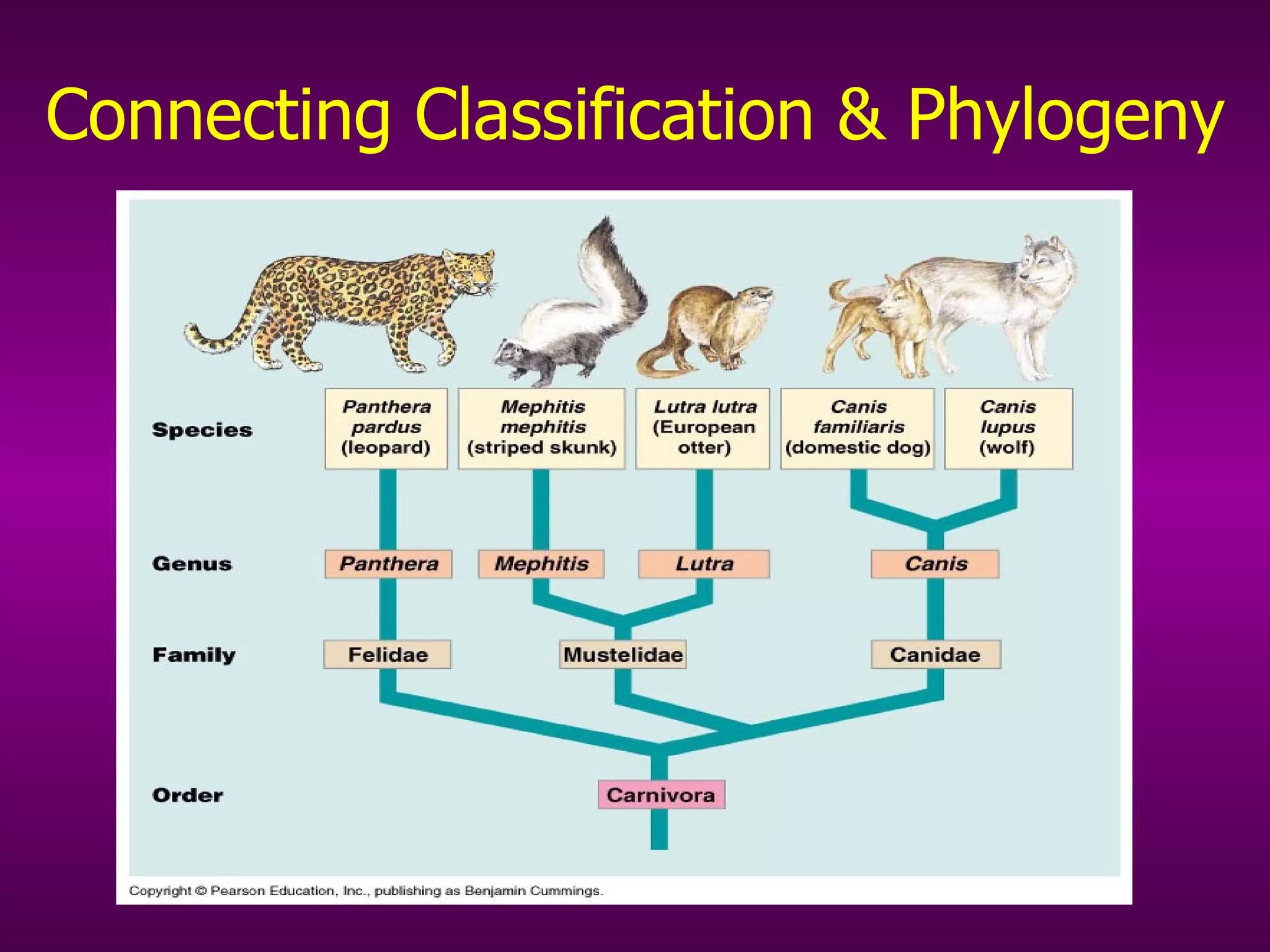 Connecting Classification & Phylogeny 