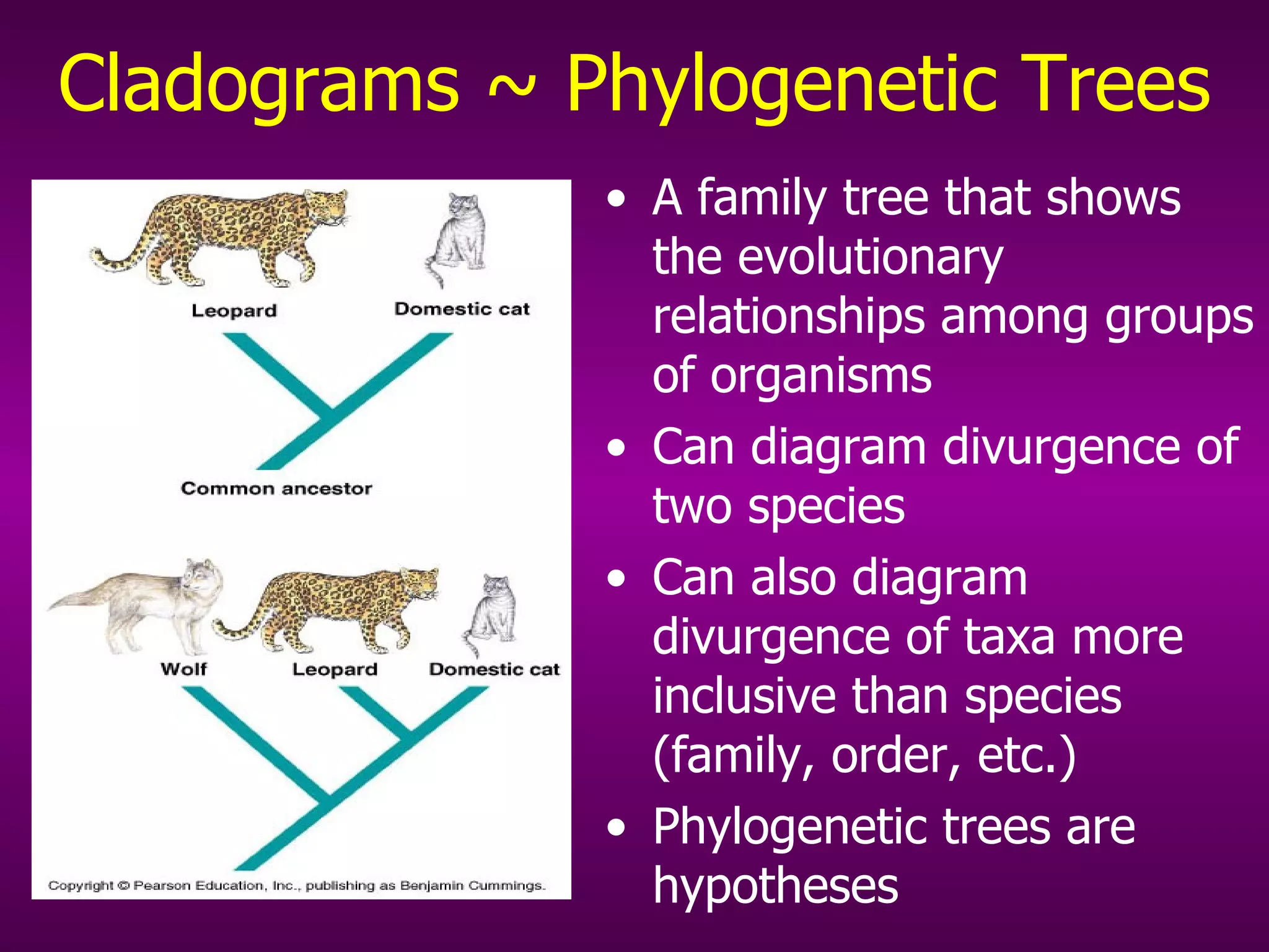 Cladograms ~ Phylogenetic Trees A family tree that shows the evolutionary relationships among groups of organisms Can diagram divurgence of two species Can also diagram divurgence of taxa more inclusive than species (family, order, etc.) Phylogenetic trees are hypotheses 
