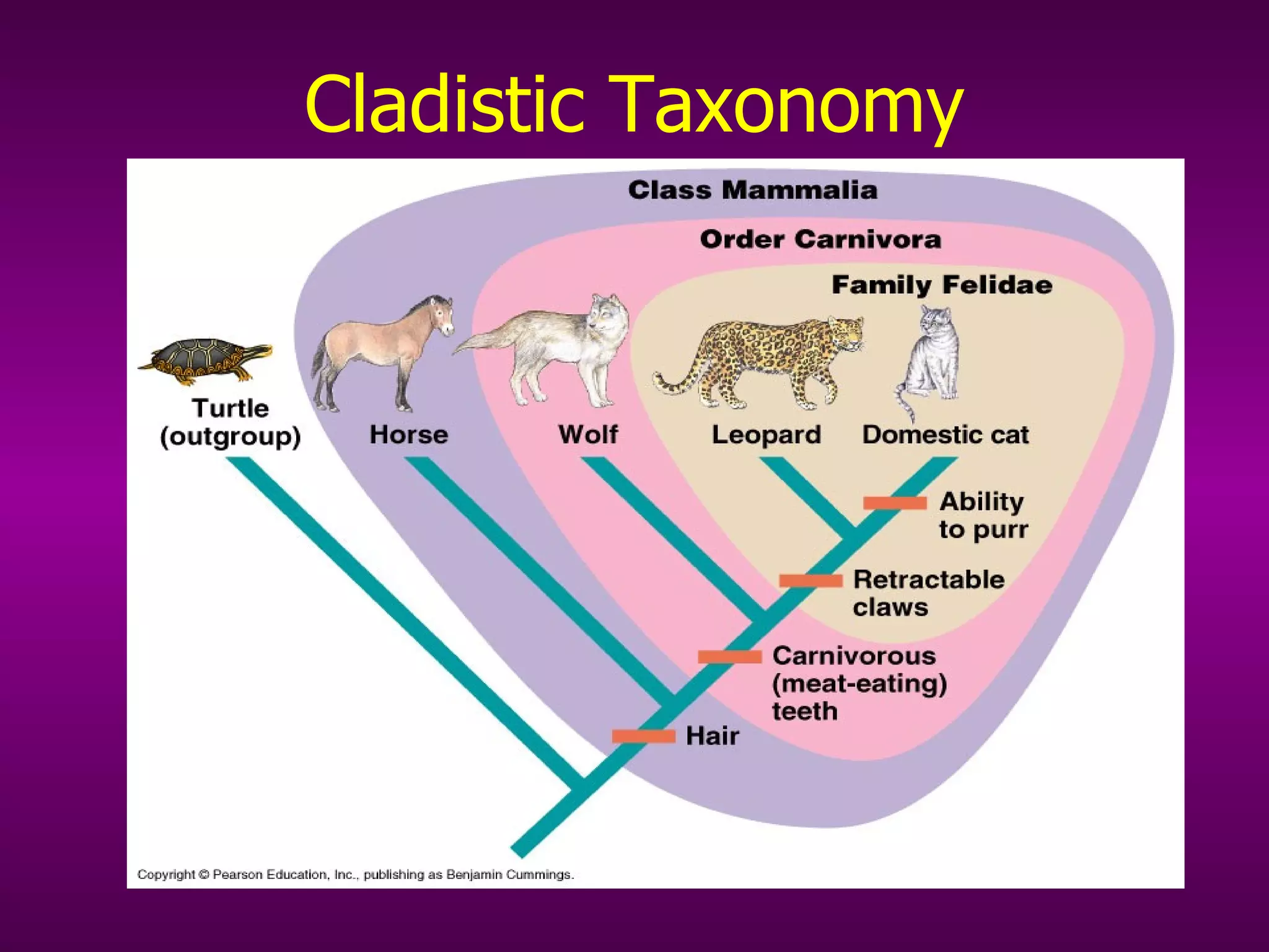 Cladistic Taxonomy 