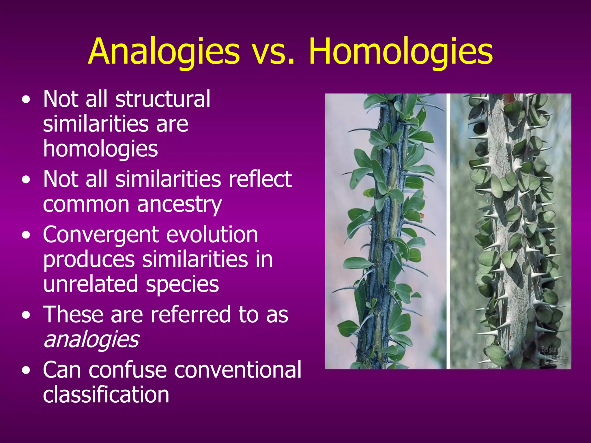 Analogies vs. Homologies Not all structural similarities are homologies Not all similarities reflect common ancestry Convergent evolution produces similarities in unrelated species These are referred to as  analogies Can confuse conventional classification 