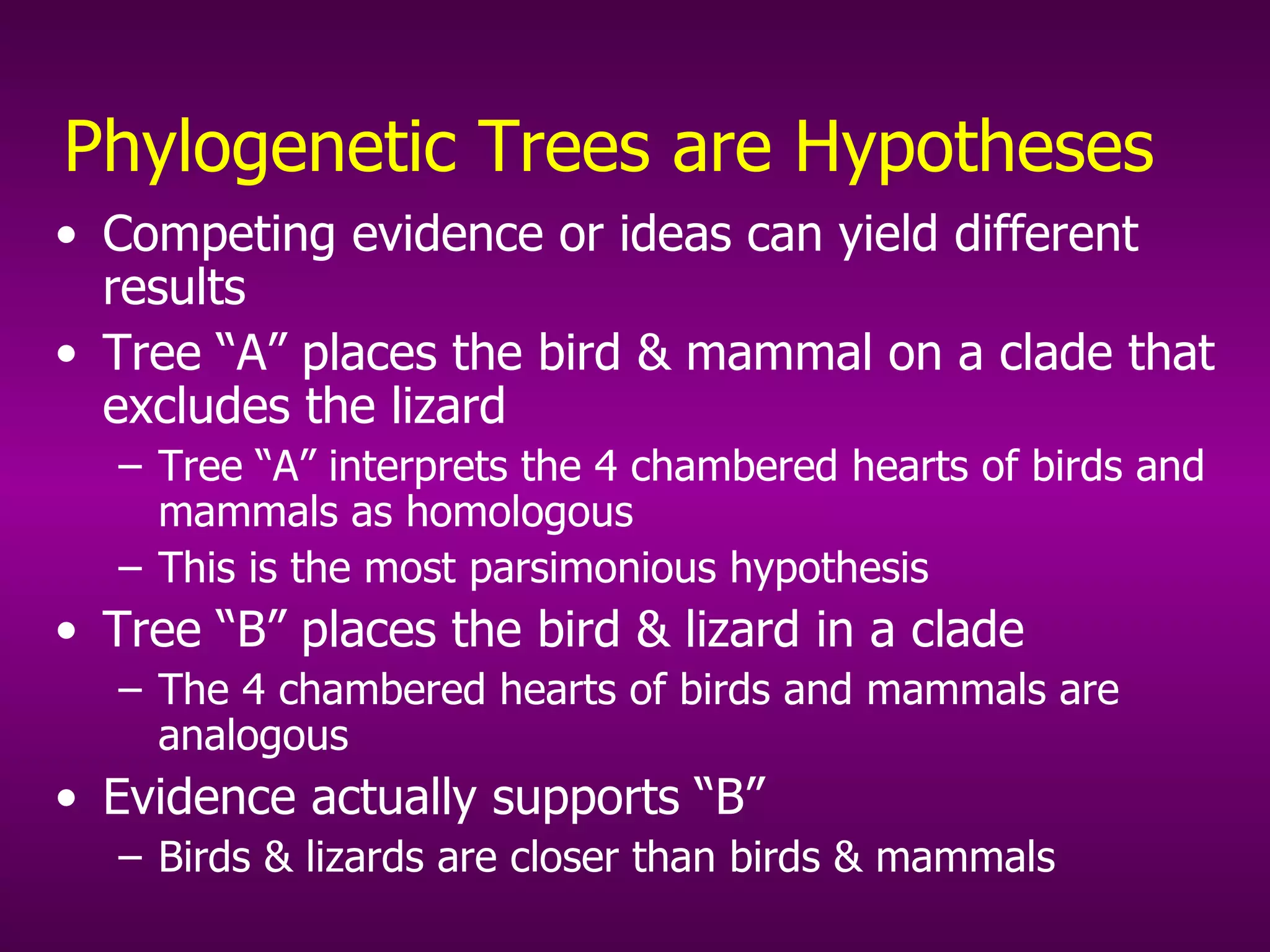 Phylogenetic Trees are Hypotheses Competing evidence or ideas can yield different results Tree “A” places the bird & mammal on a clade that excludes the lizard Tree “A” interprets the 4 chambered hearts of birds and mammals as homologous This is the most parsimonious hypothesis Tree “B” places the bird & lizard in a clade The 4 chambered hearts of birds and mammals are analogous Evidence actually supports “B” Birds & lizards are closer than birds & mammals 