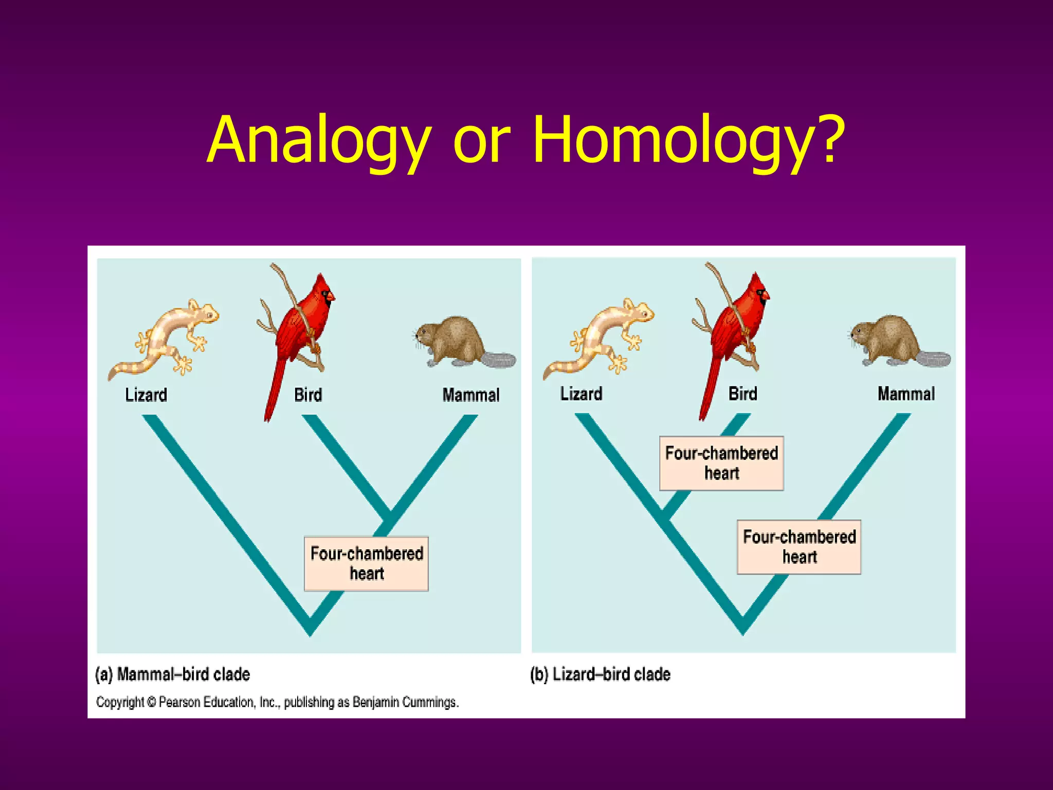 Analogy or Homology? 