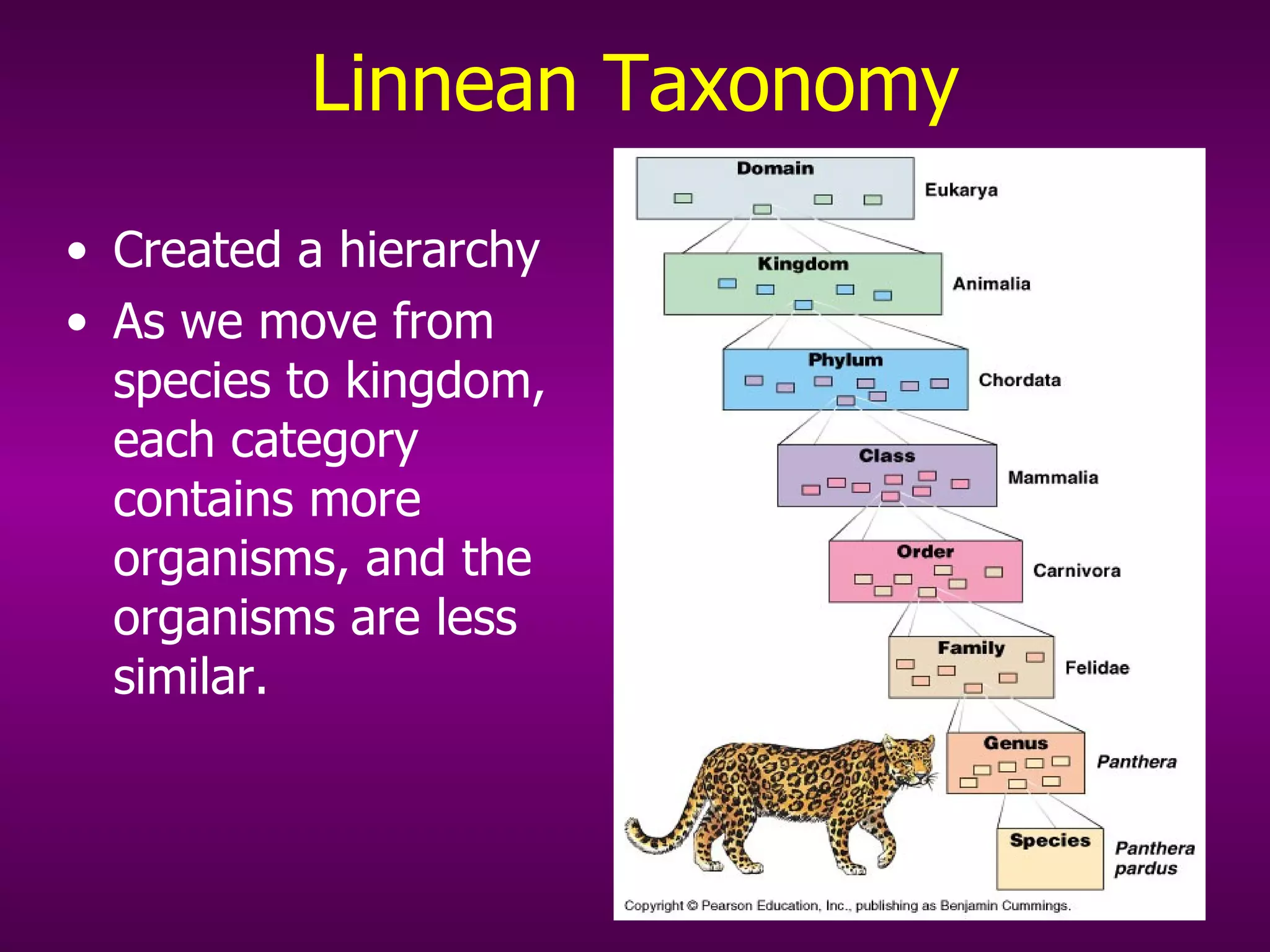 Linnean Taxonomy Created a hierarchy As we move from species to kingdom, each category contains more organisms, and the organisms are less similar. 